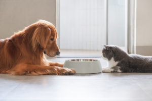 🍽️ 4. Pode ou não pode? Alimentos proibidos para pets