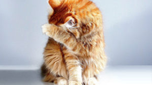 🐱 3. 5 sinais de que seu gato pode estar com dor