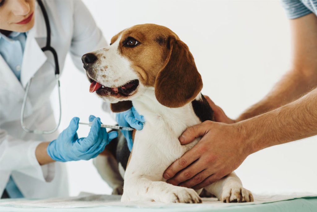 🐾 1. Vacinas em dia, pet saudável: entenda o calendário ideal