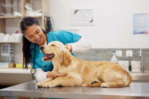 ❤️ 5. Check-up anual: por que todo pet precisa?